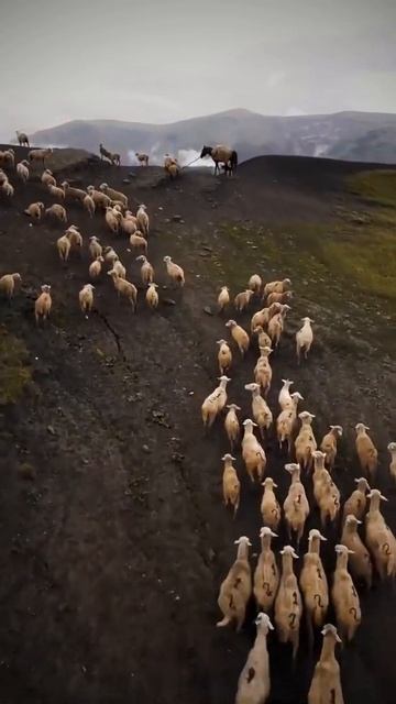 Туры по Дагестану аул Чох смотреть онлайн