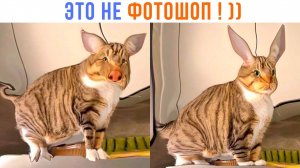 Природа удивительна! ))) Приколы с котами | Мемозг 1563