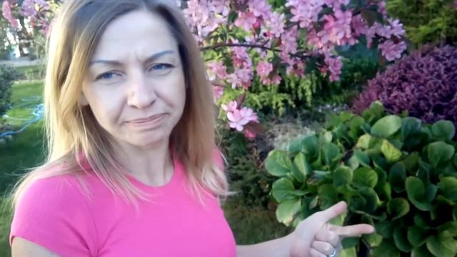 Jabłoń ozdobna Ola ---Odcinek 3 ---Aleja Kwiatowa смотреть онлайн