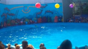 Дельфинарий-2. Алушта. (Dolphinarium. Alushta.)