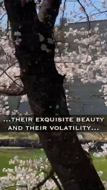 Why are cherry blossoms so important in Japan? смотреть онлайн