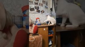 Кот Кекс и попугай Ричи