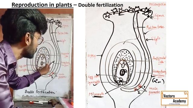 Lecture 3 (Class XII): Reproduction in plants - Double fertilization смотреть онлайн