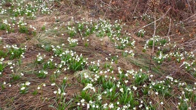 Прикарпаття.с.Підлісся.Україна.Квіти.Гори смотреть онлайн