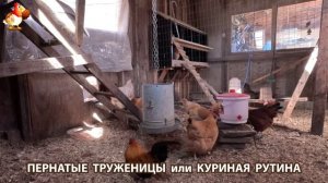 Куры несушки свободного выгула и их обычная куриная рутина – эпизод (49)