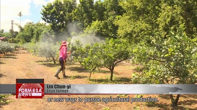 Young people revitalize orange farming in Gukeng Township, Yunlin｜Taiwan News смотреть онлайн