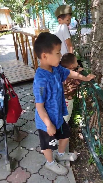 white swans.#shortvideo смотреть онлайн