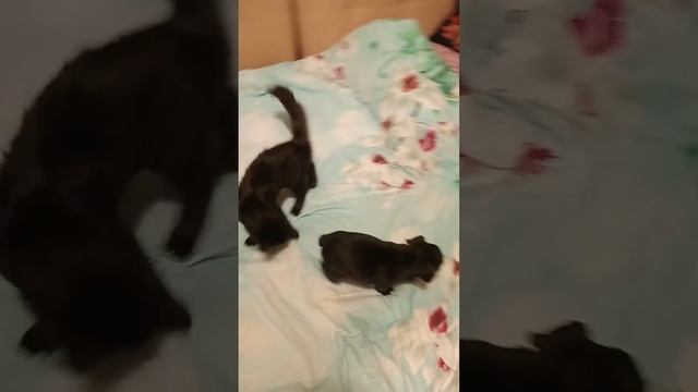 маленький #арчи #французкийбульдог #собакадруг #моисобаки #моиживотинки #бульдожки #щенок #котенок смотреть онлайн