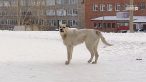 Администрацию Братска обязали выплатить 15 тысяч рублей за нападение собаки на подростка