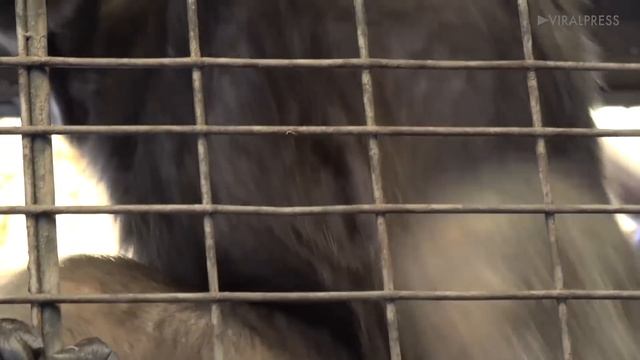 Gorilla Kept In Thai Shopping Mall For 30 Years смотреть онлайн