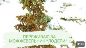ПЕРЕЖИВАЮ ЗА МОЖЖЕВЕЛЬНИК "ЛОДЕРИ". 11.02.2024г.