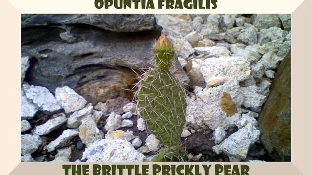 Opuntia Fragilis Cactus смотреть онлайн