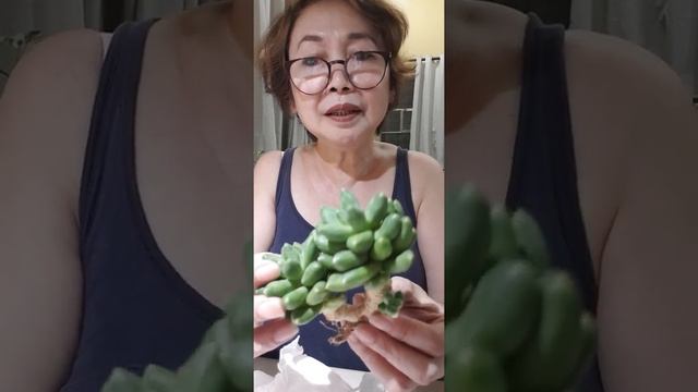 unboxing bday gifts : korean succulents смотреть онлайн