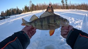 Раздача язя окуня на реке Етыпур с приятным бонусом под завершение рыбалки.