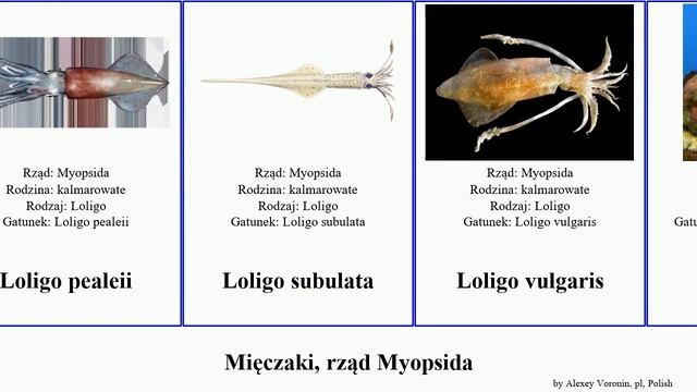 Mięczaki, rząd Myopsida loligo vulgaris mollusca chinensis subulata Sepioteuthis Fuse sepioidea смотреть онлайн