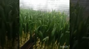 20.02.25г. первый срез тюльпана, проблема с принцами