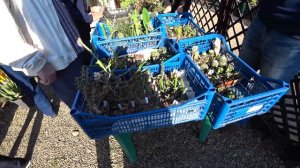 Выставка кактусов и суккулентов в Краснодаре 19.05.2024