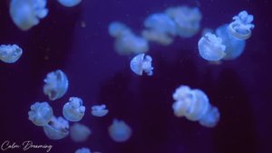Jellyfish Aquarium • Healing of Insomnia, Stress, Anxiety and Depression •_[20.02.2025]