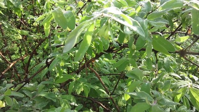 У жимолости наступило лето смотреть онлайн