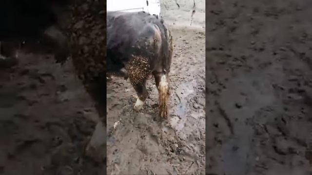 Мол Бозори Уяли