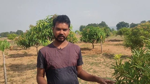 Layer Farming of Organic Mango Banana Ginger Papaya Mug Dal 5 लयर खत Potatotomatokisanbandhu