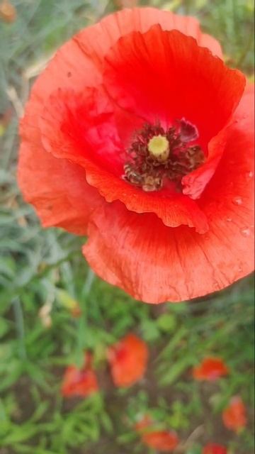 Бджоли збирають мед 🍯#бджоли#мед#квіти#мак#цветы#мёд#природа#природа#пчёлы смотреть онлайн