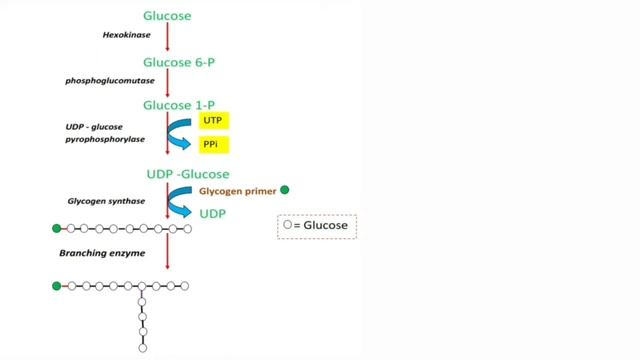 Glycogenesis made easy: Definition ll Site ll Pathway ll Significance ll Regulation