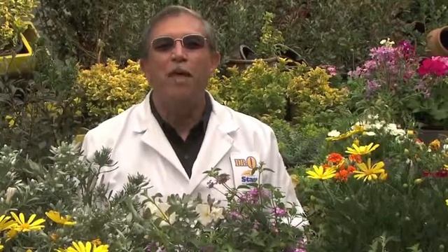 Star Nursery Dr. Q Spring Gardening смотреть онлайн