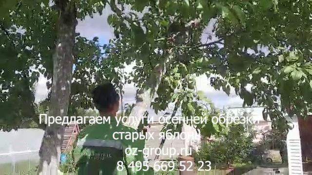Предлагаем услуги осенней обрезки старых яблонь. Выезд Агрономов по Москве и области. Звоните!