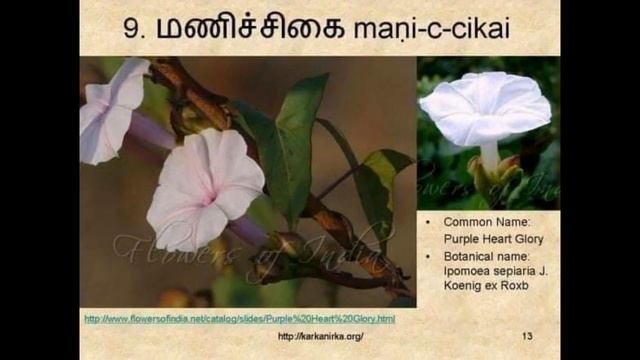 Names of the flowers tamil смотреть онлайн
