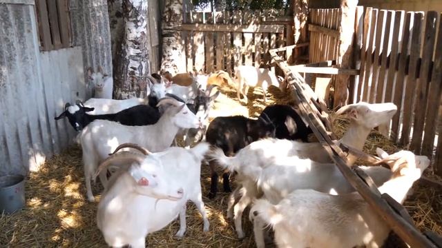 Козы, козы, козы - красотуны и поняшки. смотреть онлайн