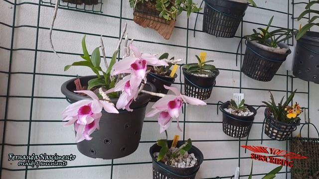 Dendrobium anosmum & loddigesii updates 🌷🌷 LEGENDAS em PORTUGUÊS смотреть онлайн