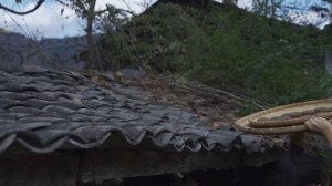 施甸臭豆豉——冬日稻草窝里捂出的美味【滇西小哥】