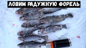 ЛОВИМ РАДУЖНУЮ ФОРЕЛЬ.