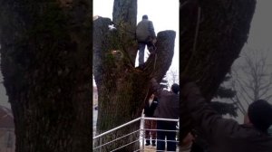 Как в Дубровно последний дуб спилили