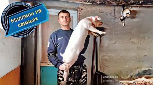 Обзор элитных поросят породы ландрас! Бомбические девчонки породы пьетрен макстер!