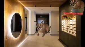 сбежавший шлëпа 1 серия