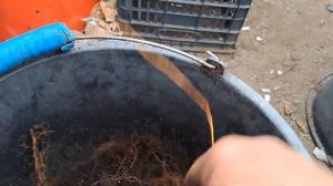 Закладка маточного корня малины в ящики на  хранение .