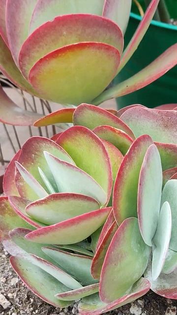 kalanchoe смотреть онлайн