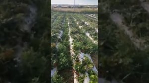 Как я оформлял междурядье у клубники.