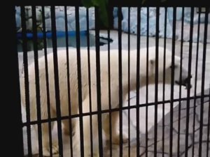 Белый медведь.