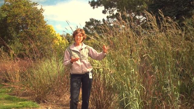 Big Bluestem (Andropogon gerardii) смотреть онлайн