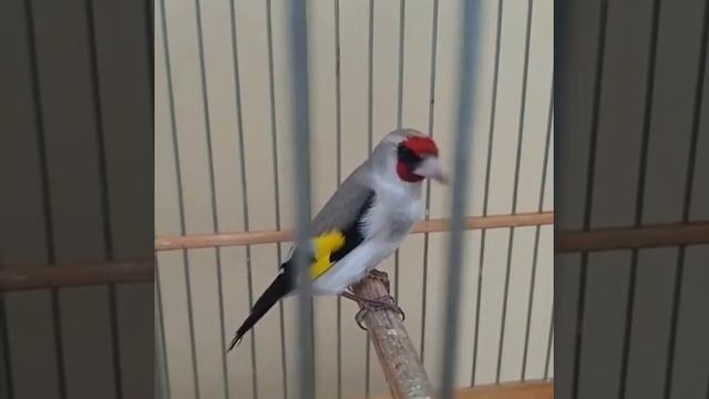 Саьба смотреть онлайн