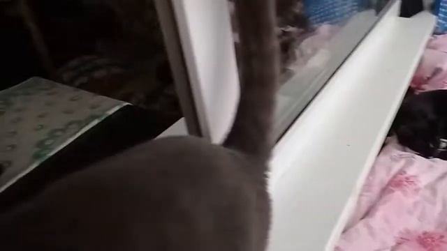 Доброе утро от нашей домашней хвостато-усатой усатой семьи. смотреть онлайн