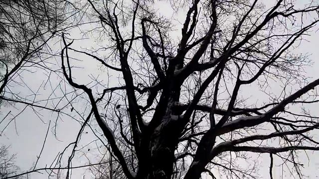 Электронный манок ЕРМАК новинка. смотреть онлайн