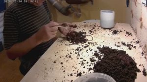 Почему Чёрный Принц - лучший из навозников? Всё просто!