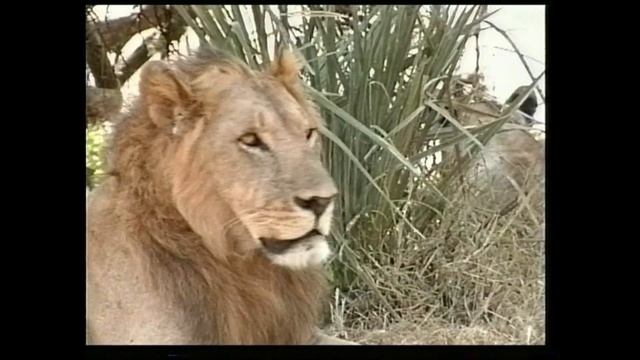 Born Free смотреть онлайн