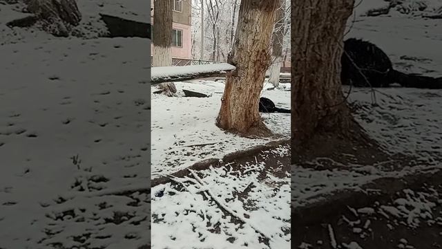 Полосатенькая беременная кошечка не спускается с трубы. смотреть онлайн