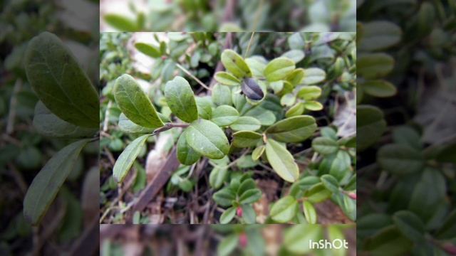 Польза листьев брусники смотреть онлайн