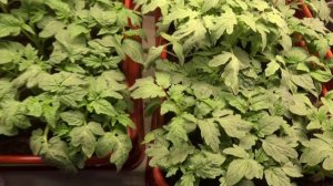 ПОСЕВЫ 2025-54. Какие условия я создаю рассаде томатов после пикировки?